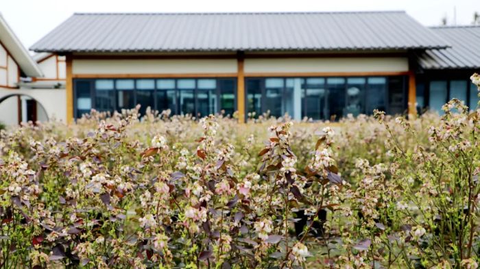 繁花兆丰年，五八科技农业全国总部基地蓝莓花盛放！